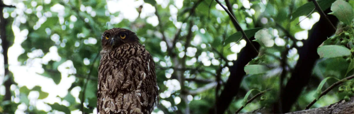 Corbett Winter Migratory Birds