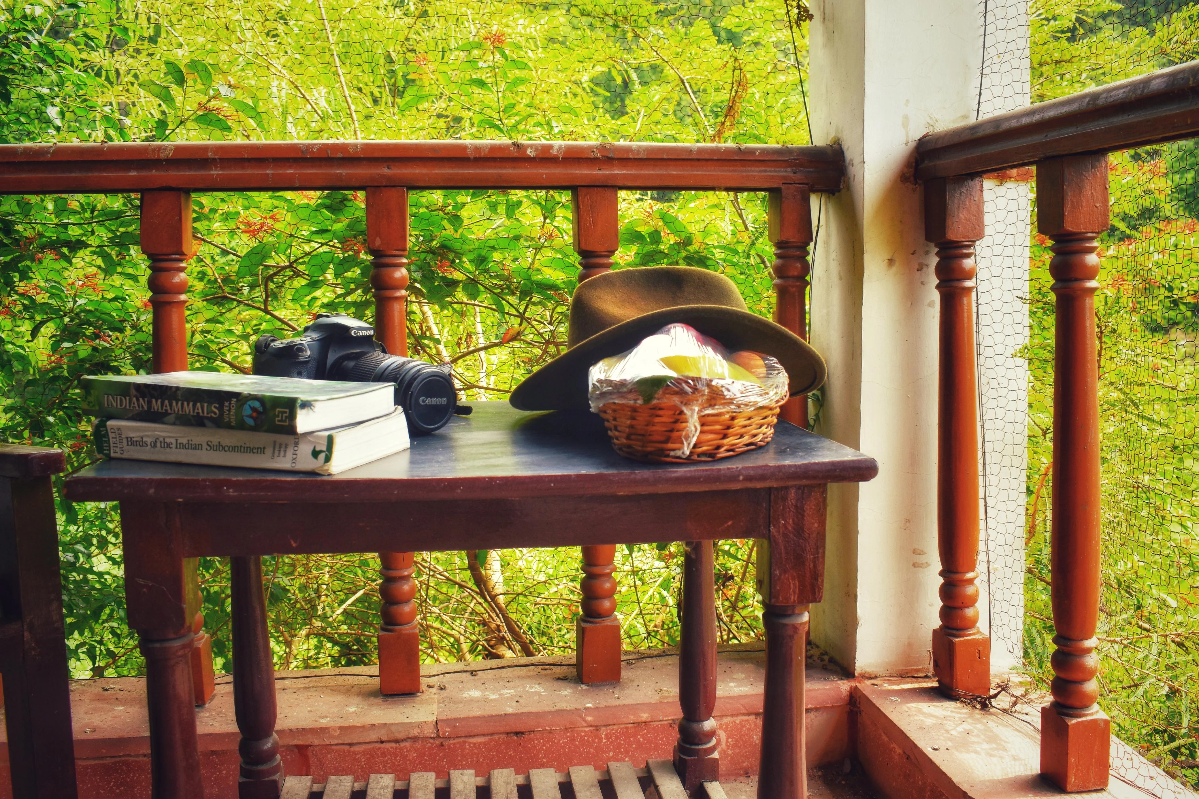 Quiet Forest Retreat Corner - Peaceful Solitude Away from Commercial Crowds