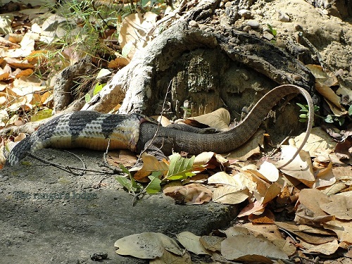 King Cobra & Monitor Lizard – a Unique Prey-Predator relationship