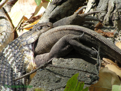 King Cobra & Monitor Lizard – a Unique Prey-Predator relationship